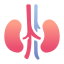 kidneys